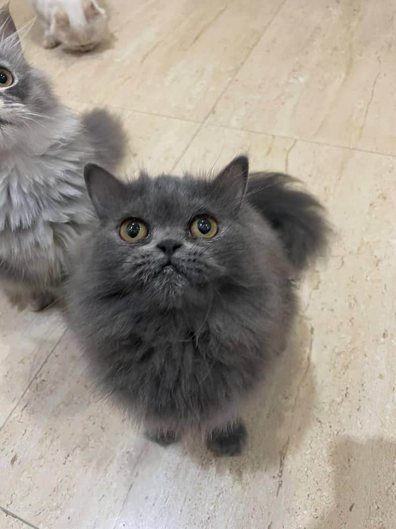 Kitten 9