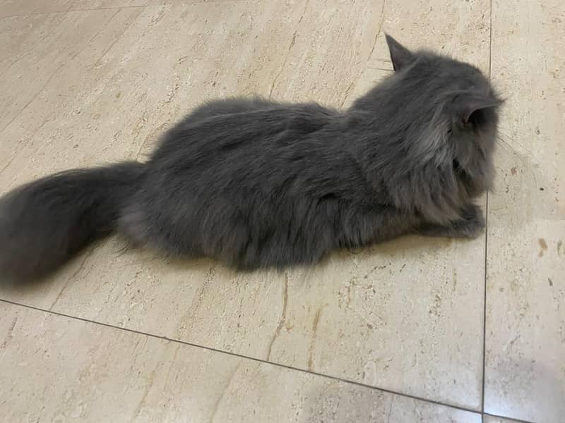 Kitten 10