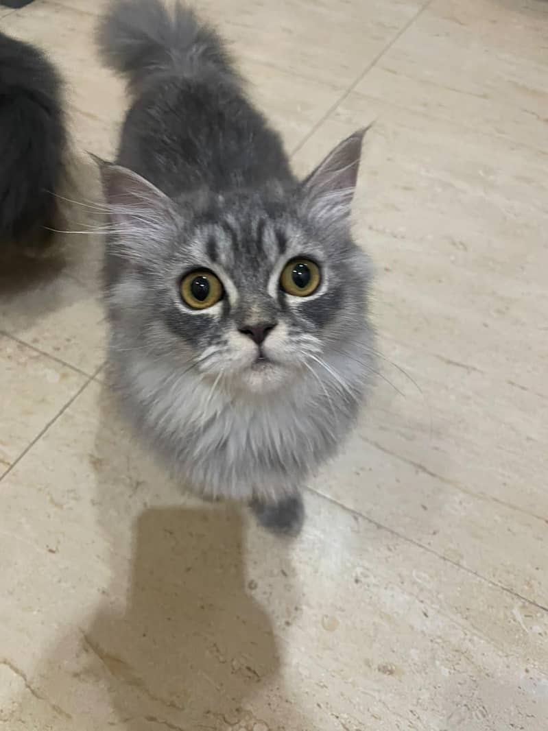 Kitten 11