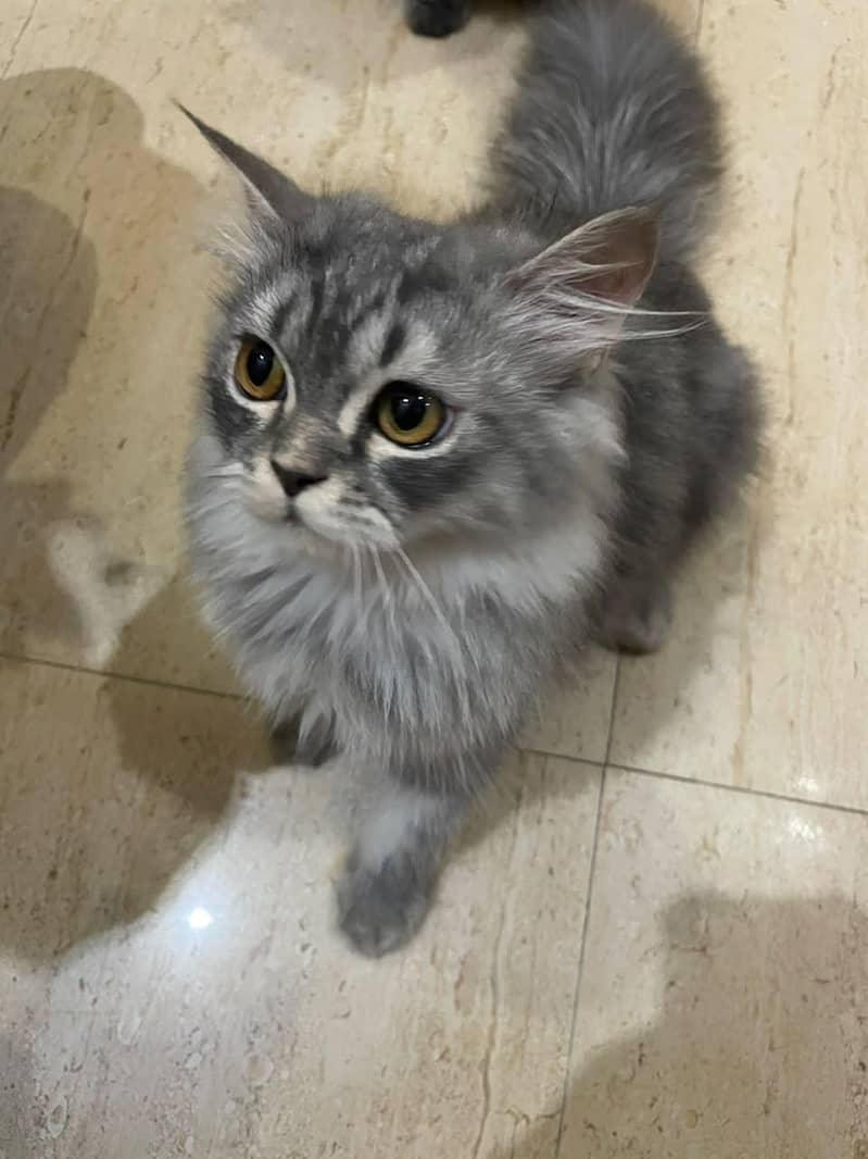 Kitten 12