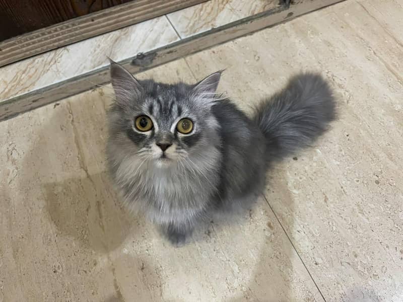 Kitten 13