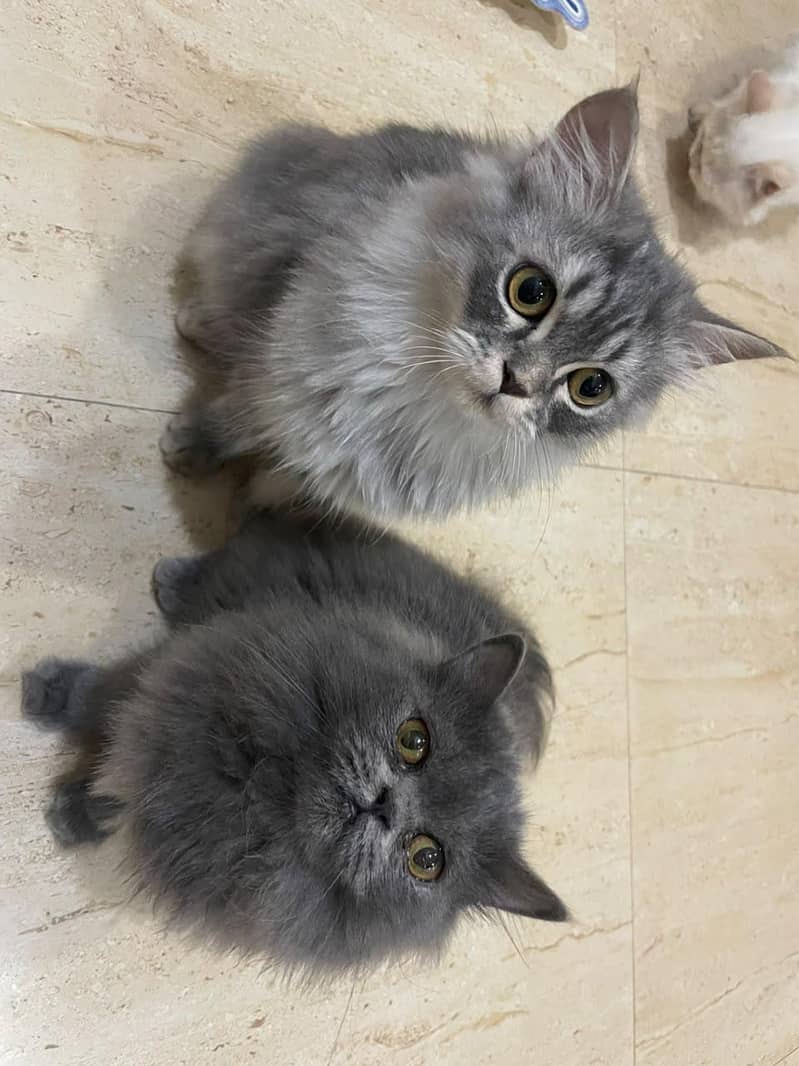 Kitten 14