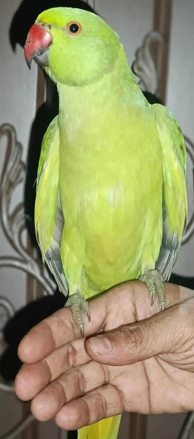 for sale