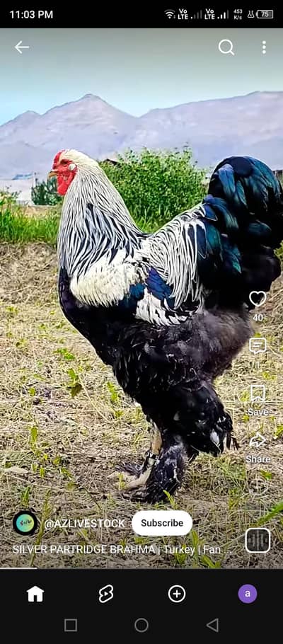 brahma male patha 6 months