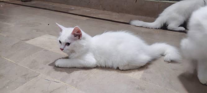 russion cat