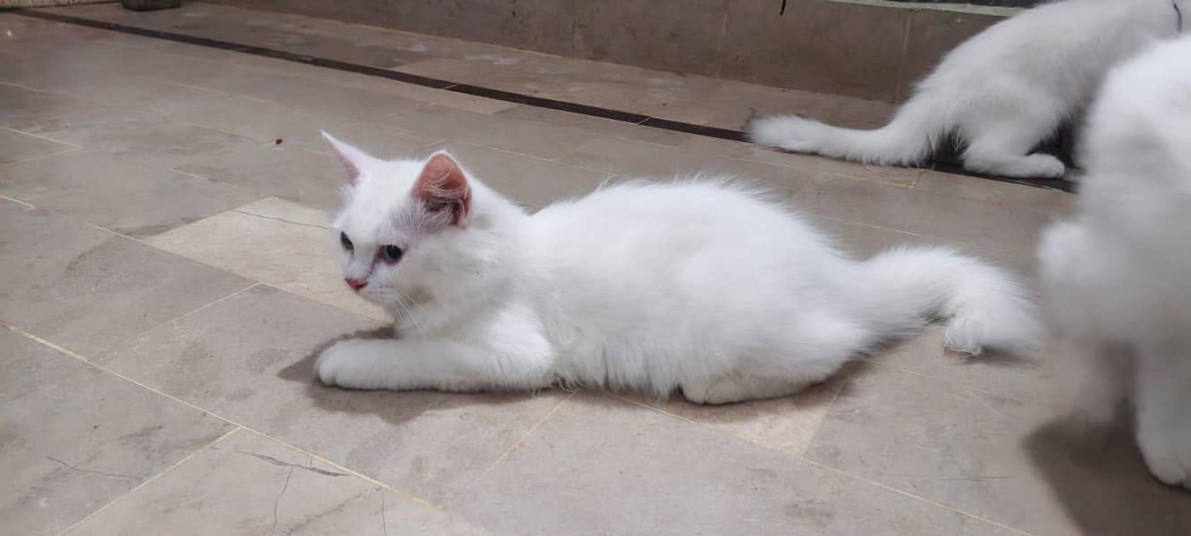 russion cat 0