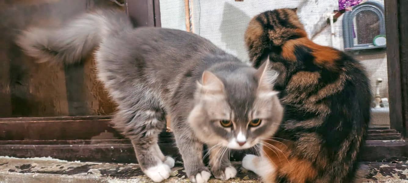 russion cat 1