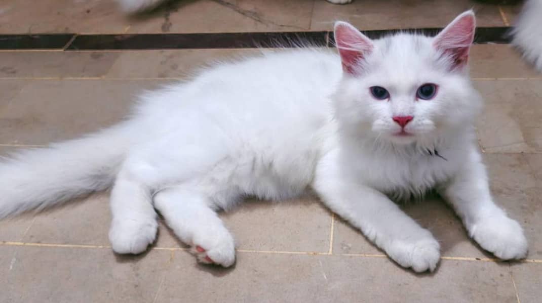 russion cat 3