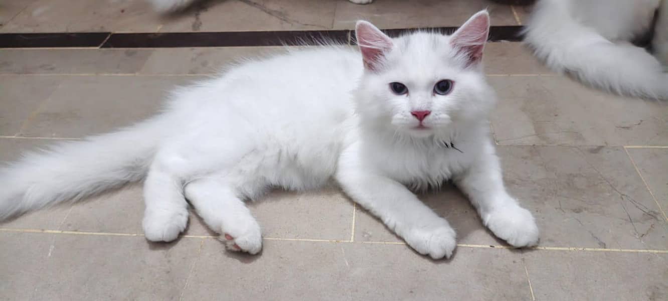 russion cat 4