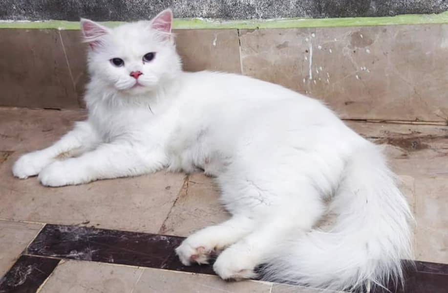 russion cat 5