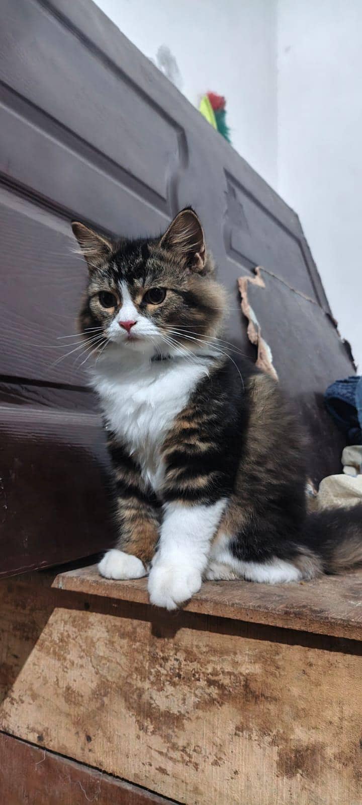 russion cat 6