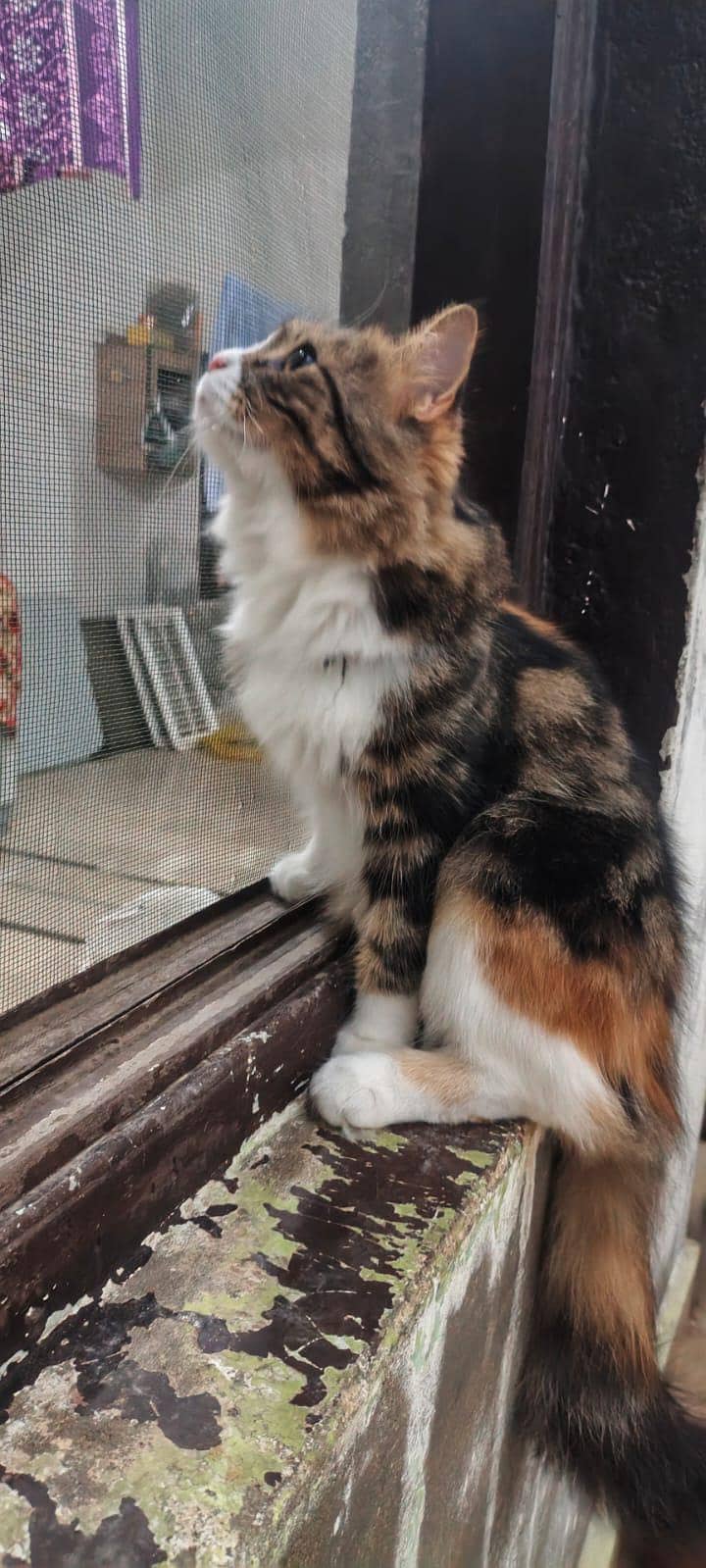 russion cat 7