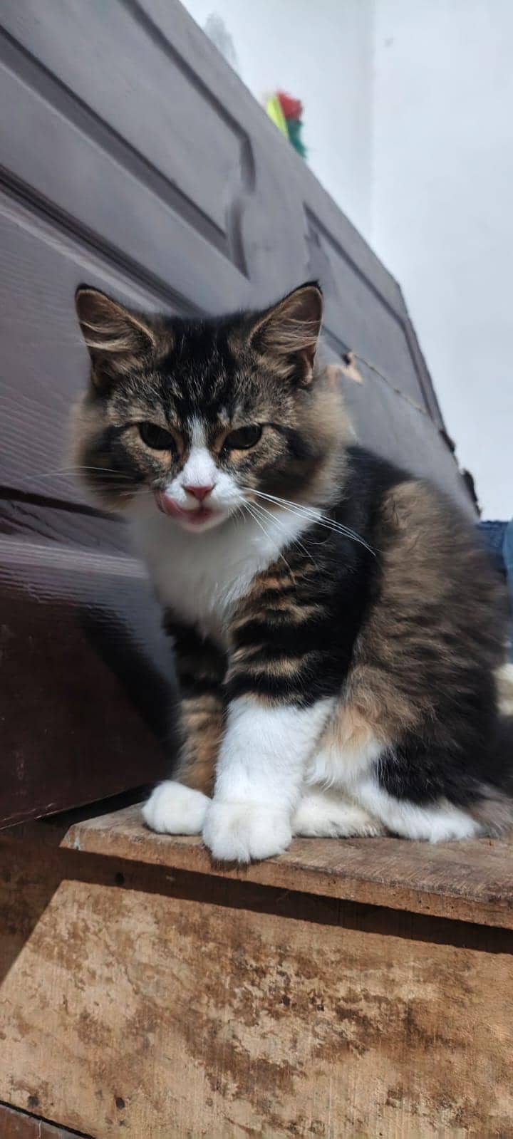 russion cat 8