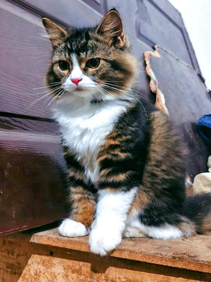 russion cat 9