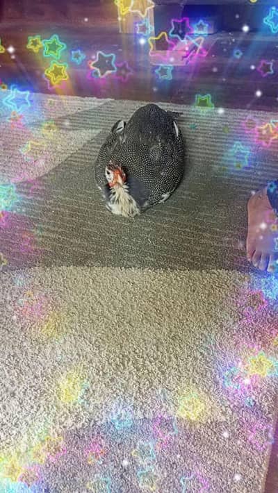 active and healthy