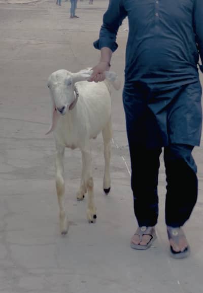 Goat | Betal Goat | rajan pure | Betal ghban Bkri |  03026730678
