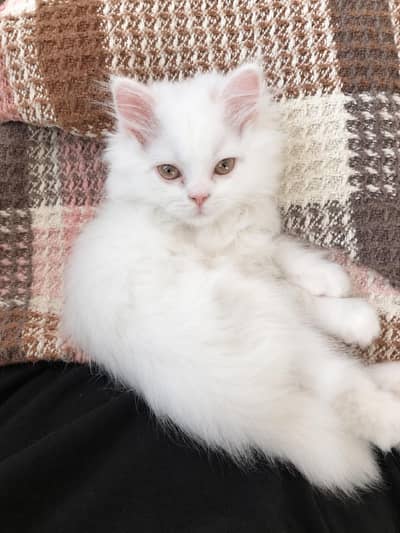 Persian kitten available