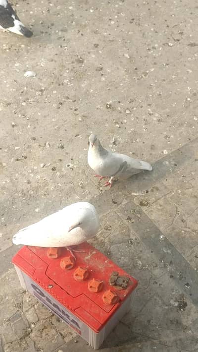 silver and creambar sherazi pair ready to breed