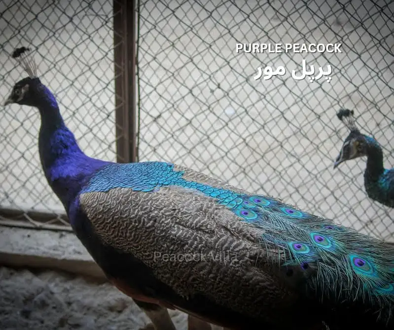 Purple peacock pair for Sale — photo 3