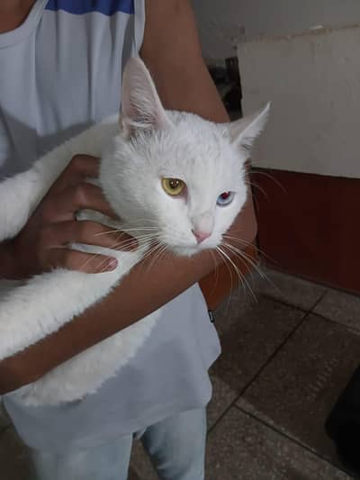 odd eyes 03264411621