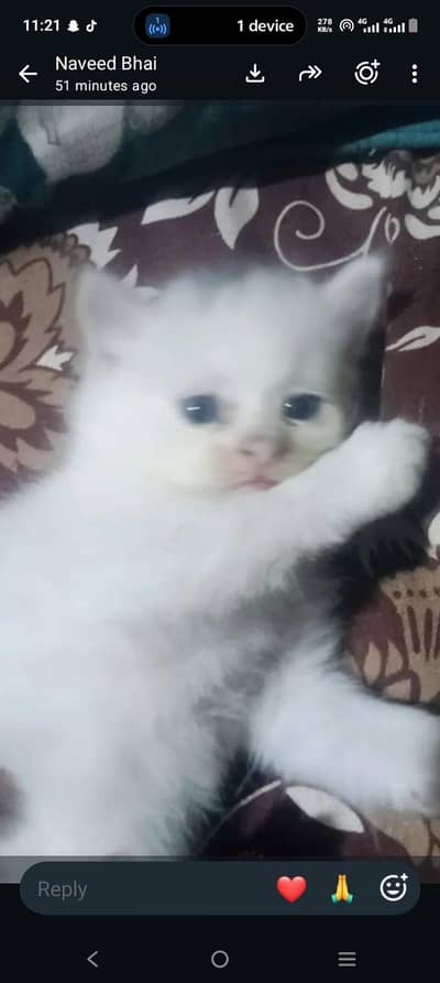 2 kittens for sale white color