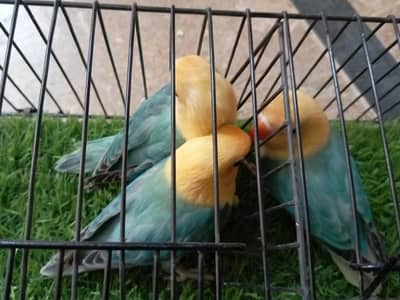 love birds parblue opline end single portion cage
