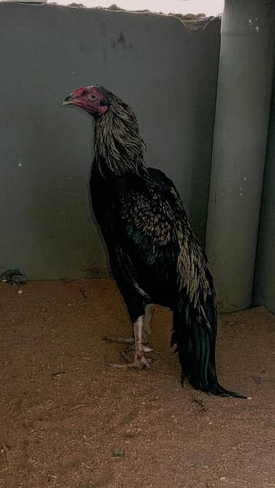 java aseel hens
