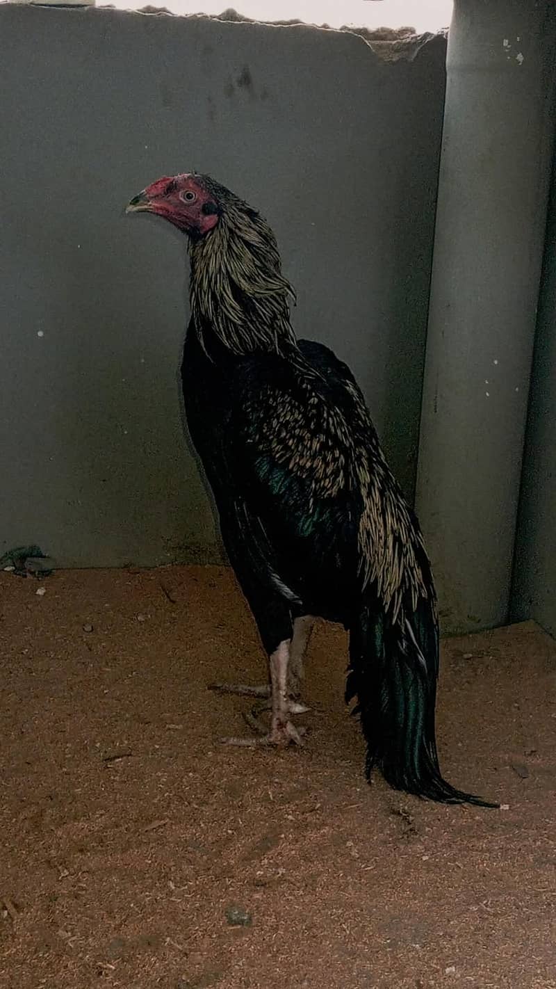 java aseel hens 0