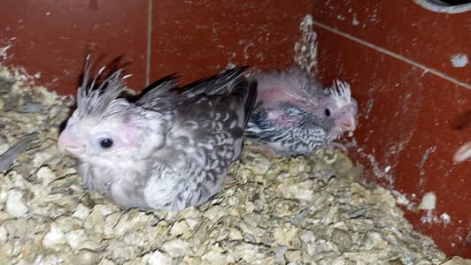 Cream coacktaisl red eye for hand tame purpse lutino pair