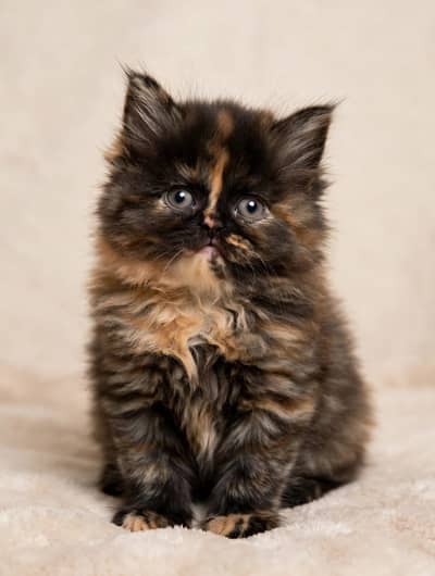 Persian kittens for sale
