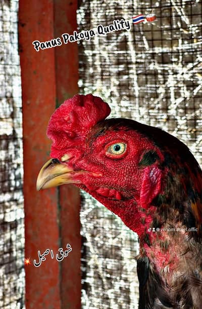 Panus Pakoya Premium Quality