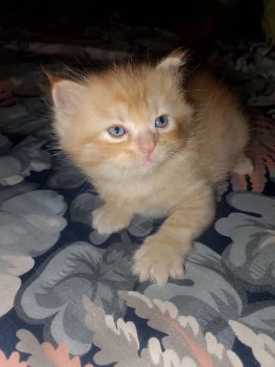 Kitten cat