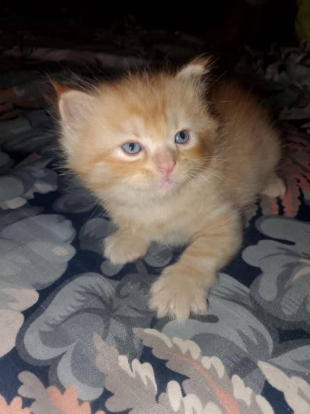 Kitten cat 0