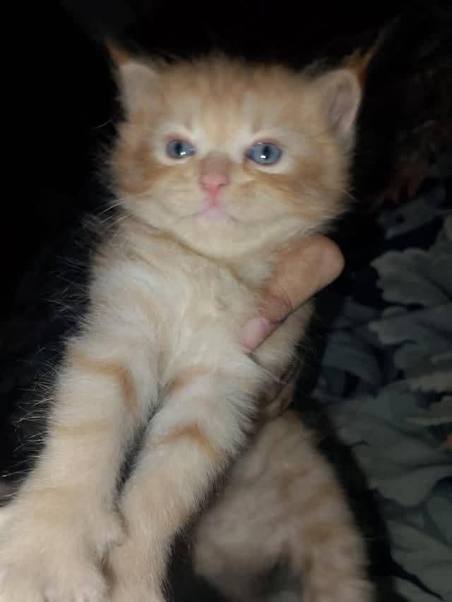 Kitten cat 1