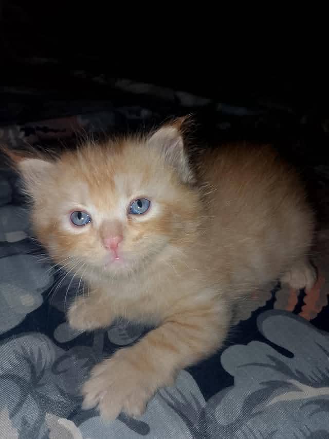 Kitten cat 2