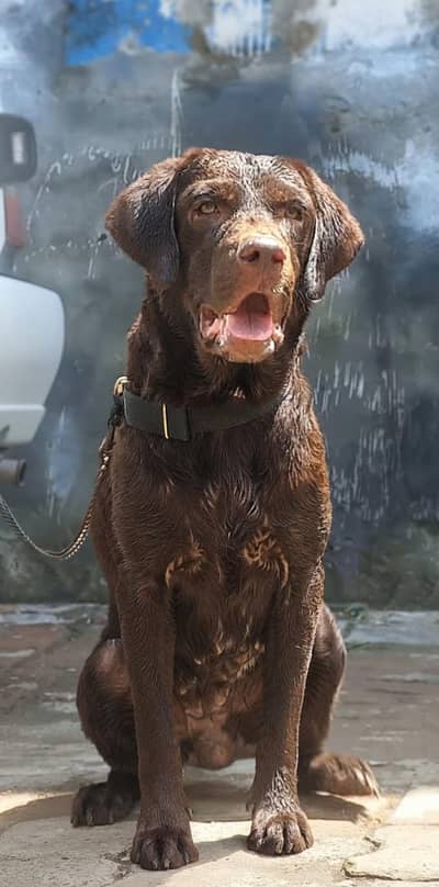 Chocolate Labrador Female