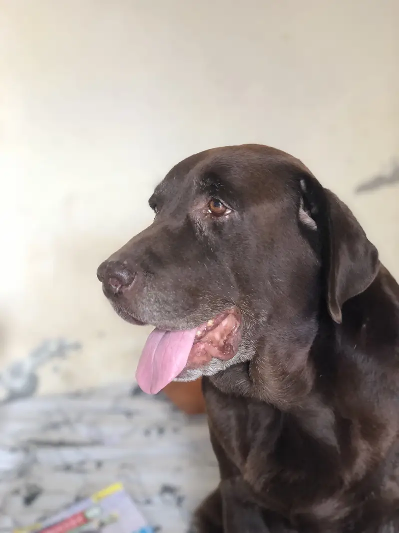 British Labrador femlae short tale — photo 2