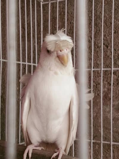 Hogoromo Dabel filawar TCB female or Bajri male 03122370087