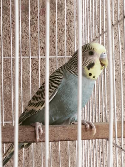 Bajri 5 male jambo siaz 03122370087