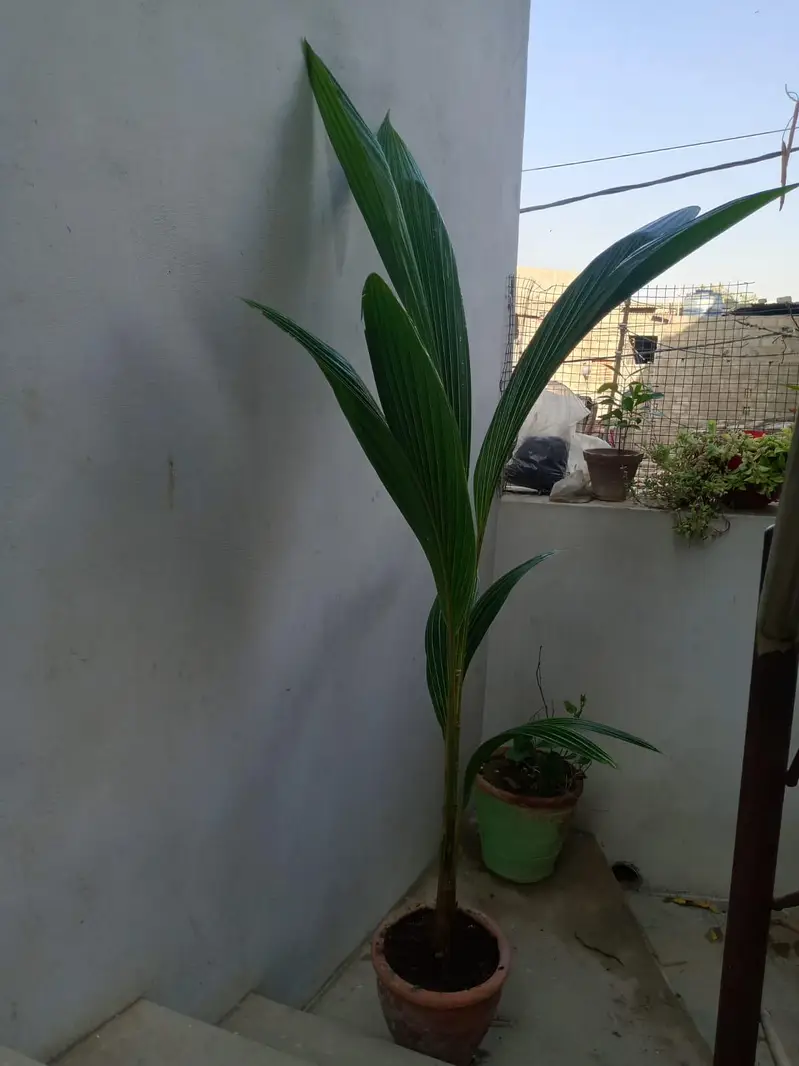 coconut plants — photo 2