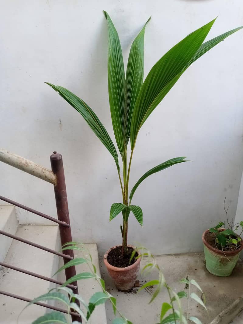coconut plants 3