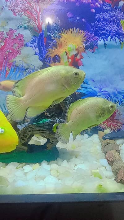 Oscar , Parrot , Cichlids
