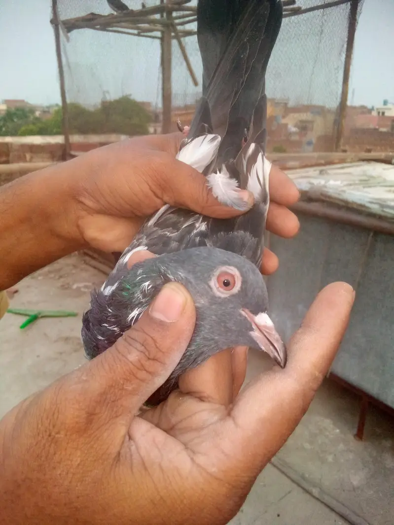 dubwala pair. breeding