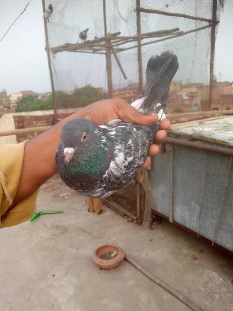 dubwala pair. breeding 1