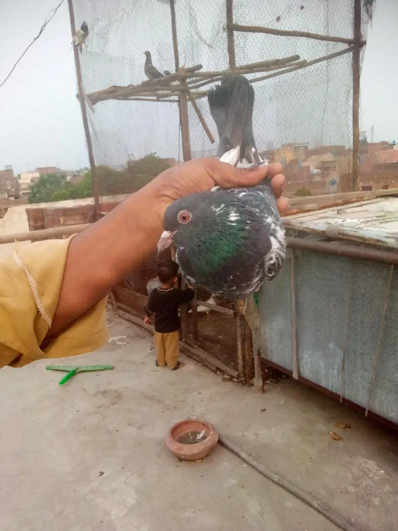dubwala pair. breeding — photo 3