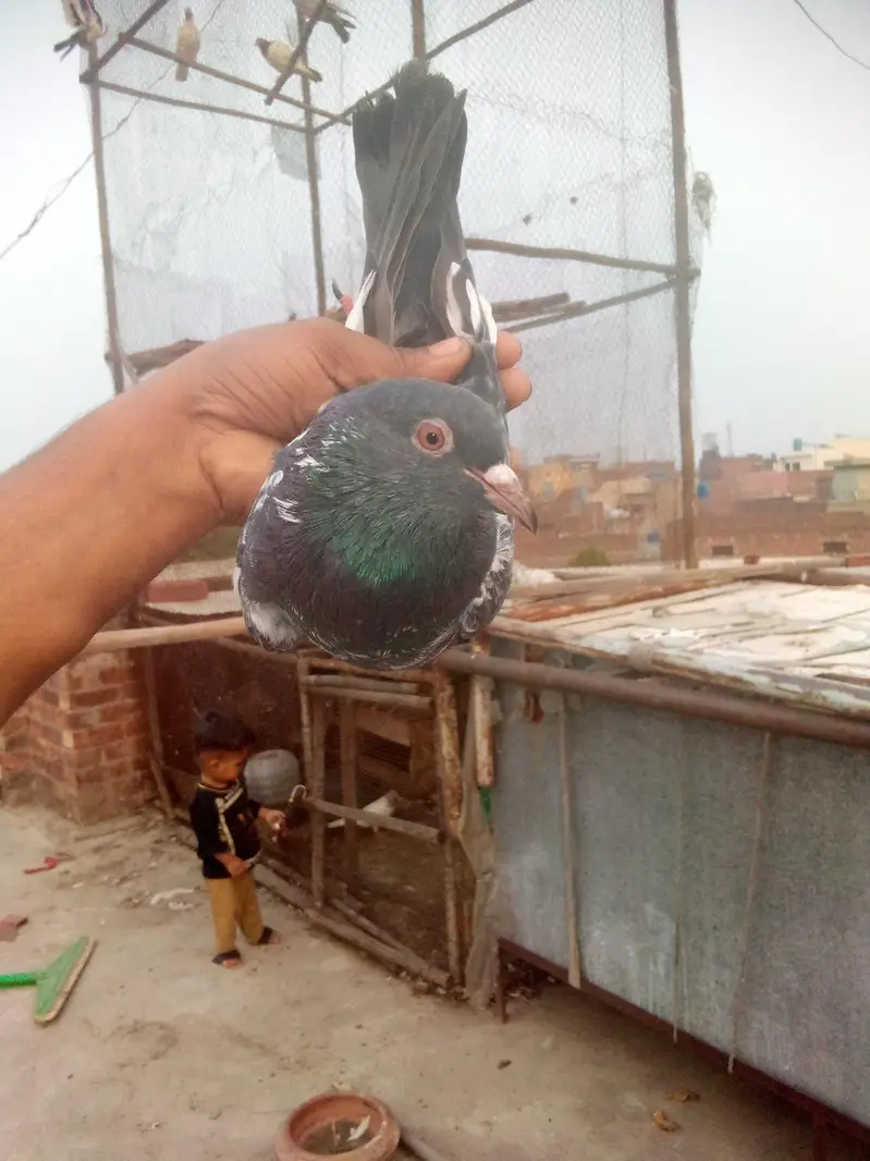 dubwala pair. breeding — photo 5