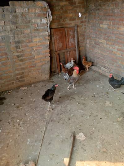 aseel desi egg laying hens