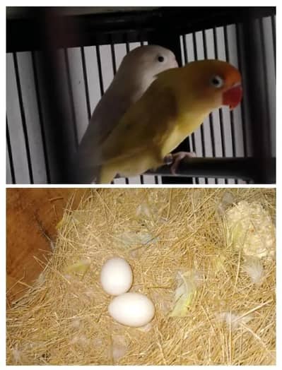 lovebalds for sale