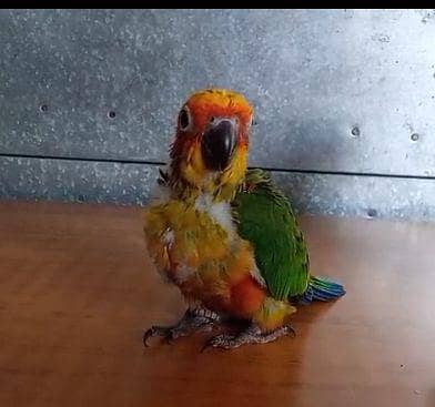 Sun conure chick
