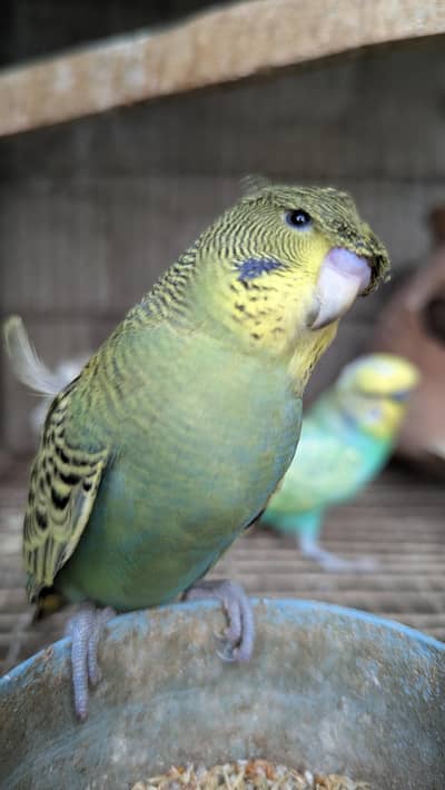 mix mutation budgies